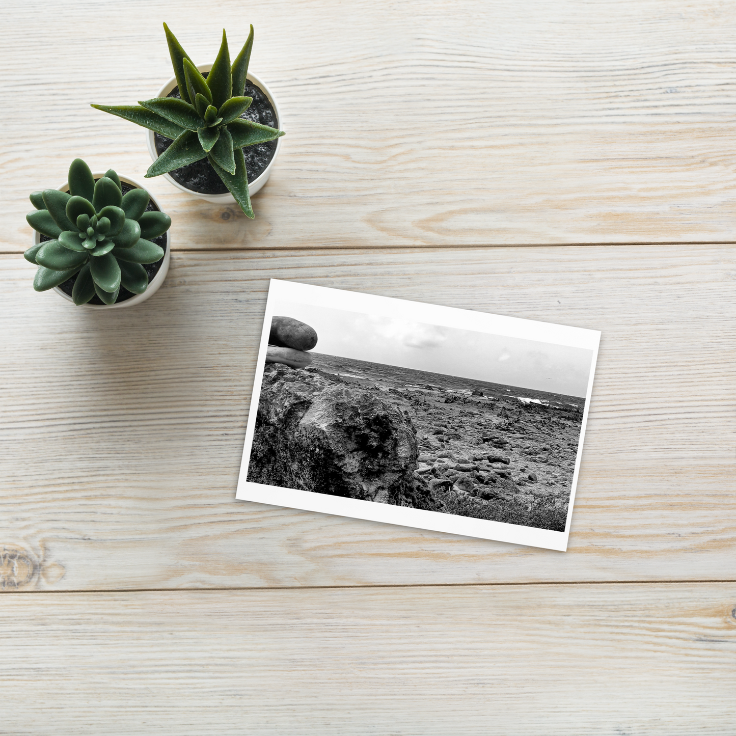 Black and White Photograph Standard Postcard