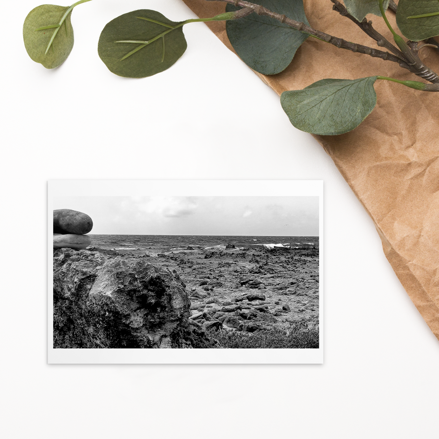 Black and White Photograph Standard Postcard