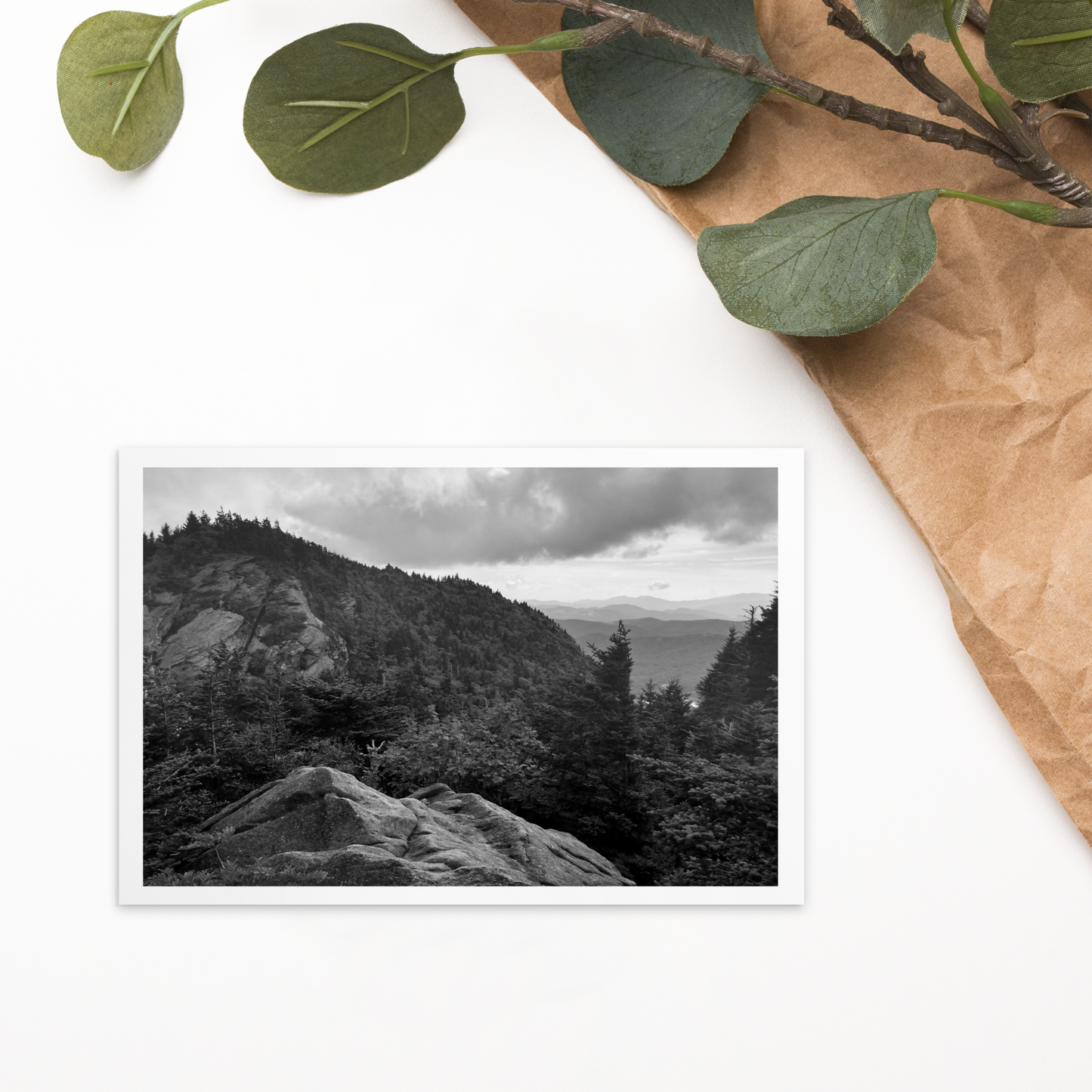 Forest Landscape Photograph on Standard Postcard Mail Black and white cards