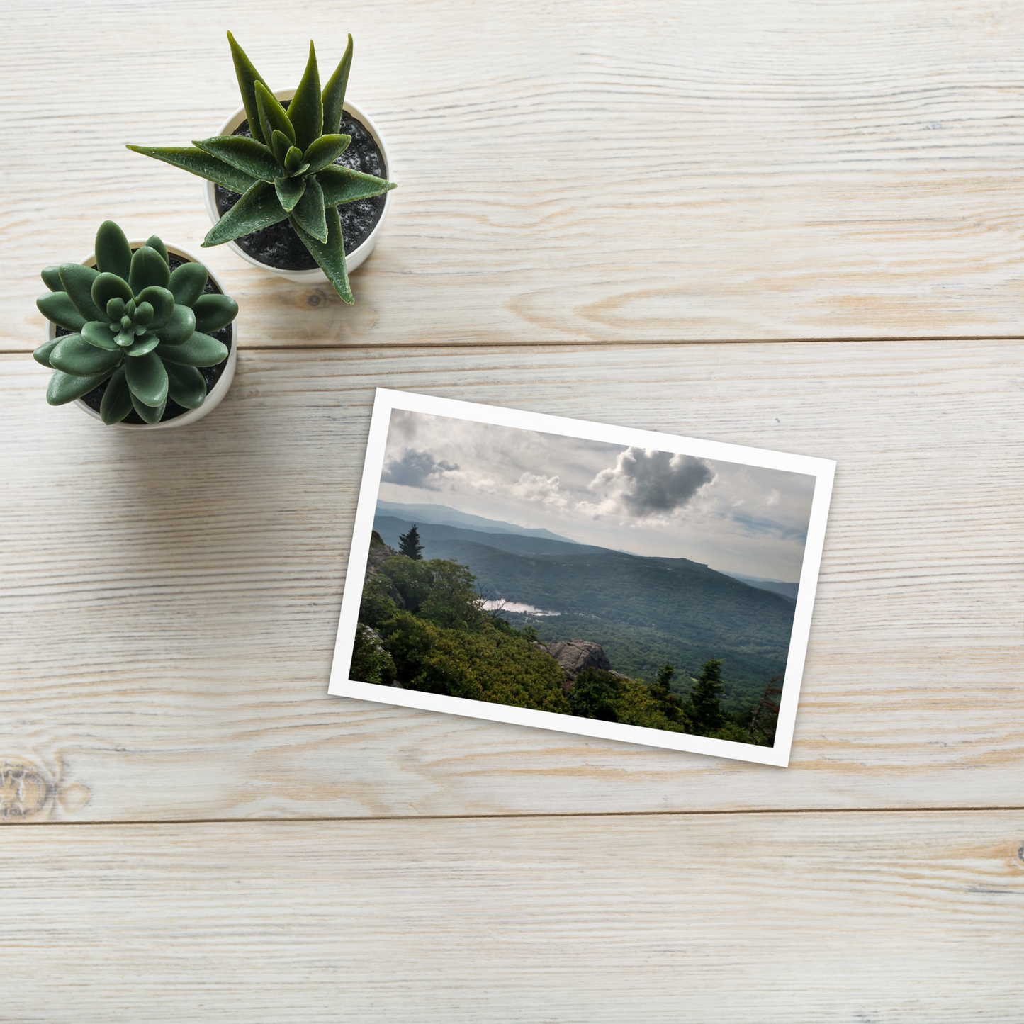 Forest Landscape Photograph on Standard Postcard Mail Custom Nature cards