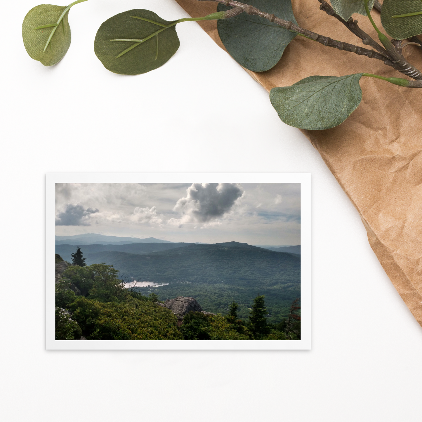 Forest Landscape Photograph on Standard Postcard Mail Custom Nature cards