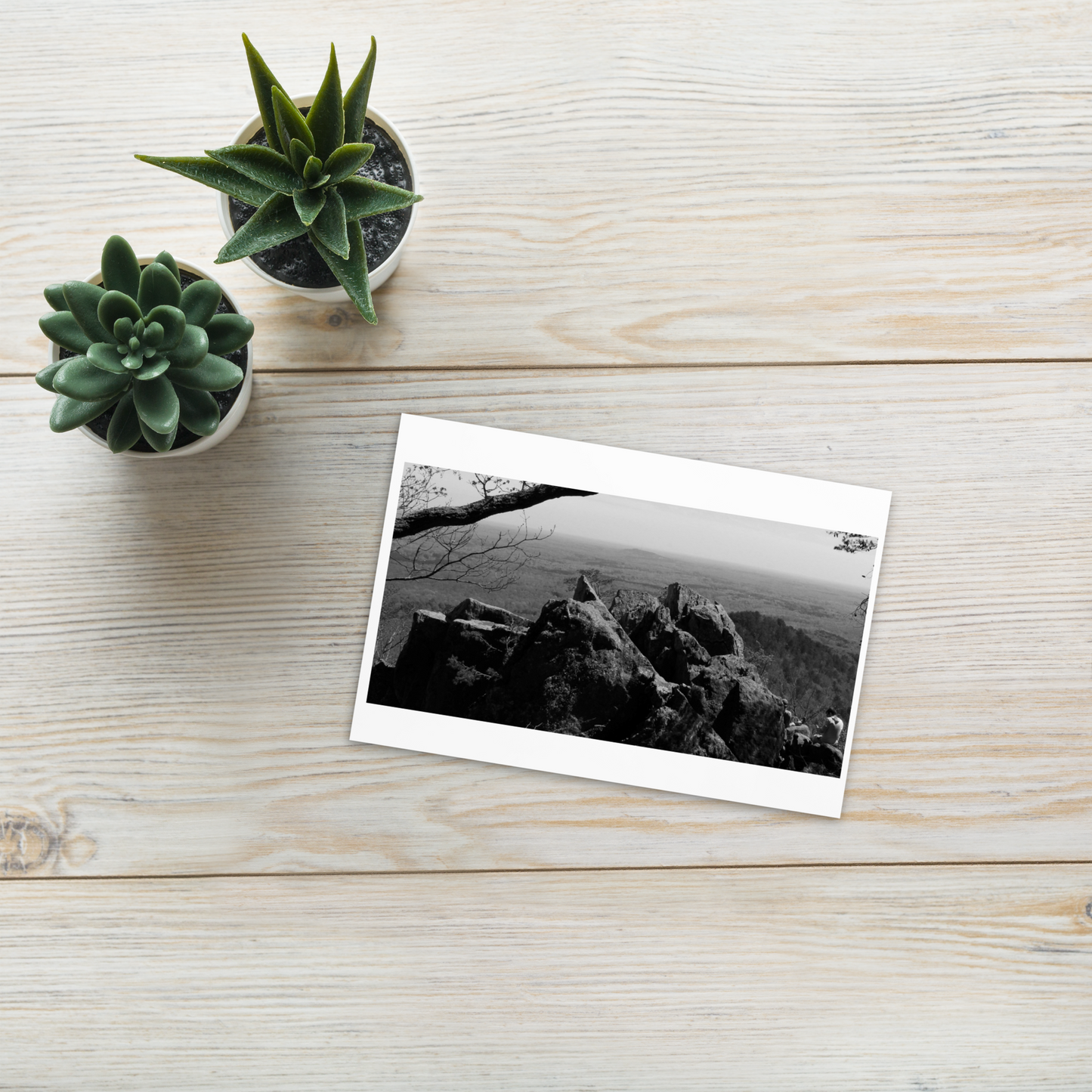 Forest Landscape Photograph on Standard Postcard Mail Black and white Nature cards