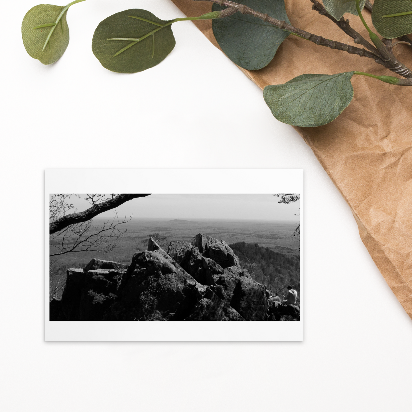 Forest Landscape Photograph on Standard Postcard Mail Black and white Nature cards